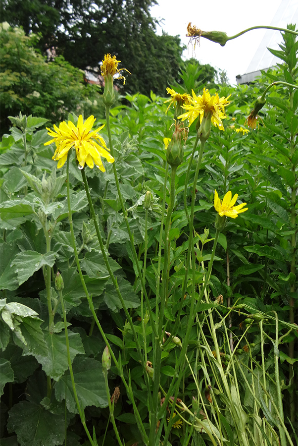 Scorzonera Hispanica Garten Schwarzwurzel